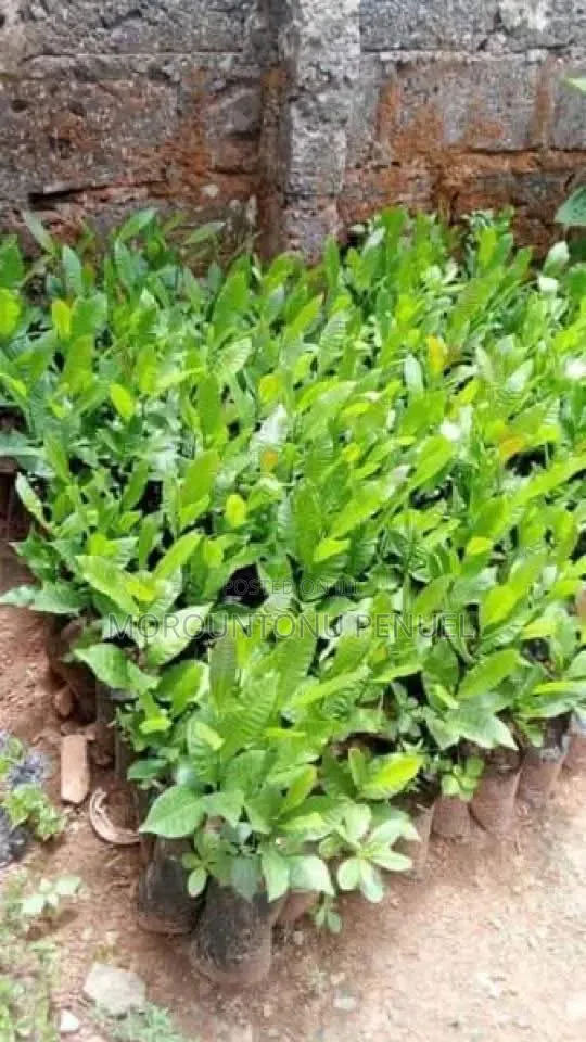 Hybrid Seedlings