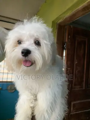 3-6 months Male Purebred Lhasa Apso