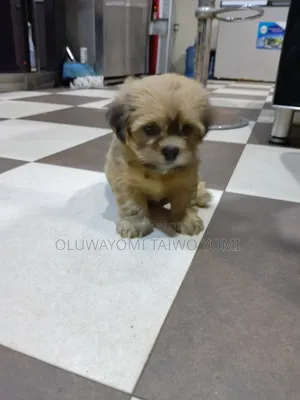 1-3 months Male Purebred Lhasa Apso