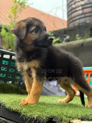1-3 months Male Purebred German Shepherd