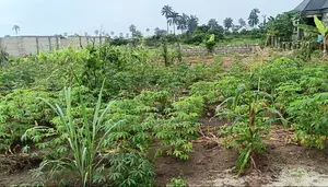 Land Property