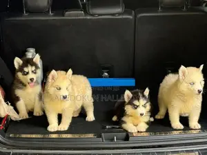1-3 months Female Purebred Siberian Husky