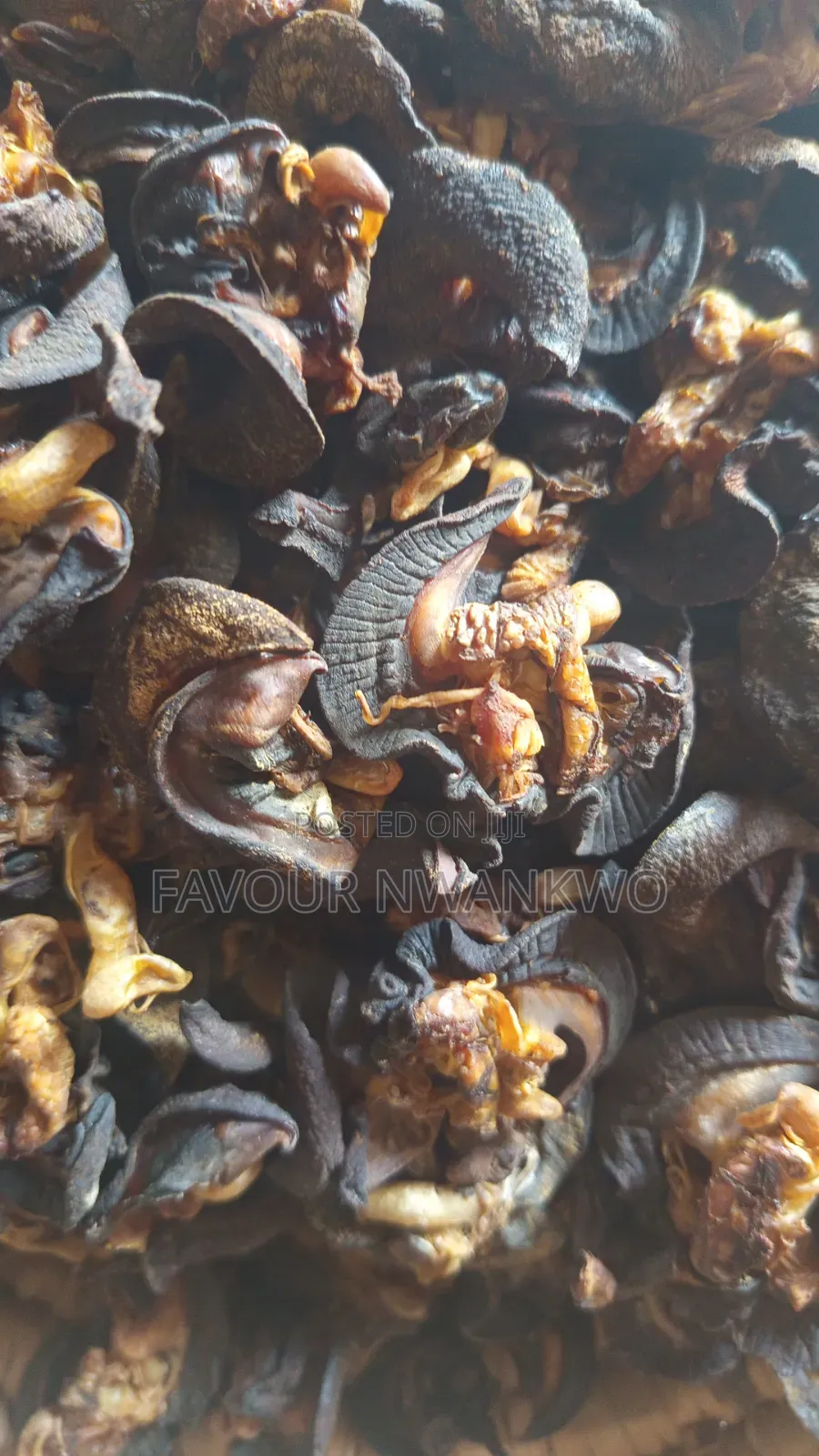 Dehydrated Snails