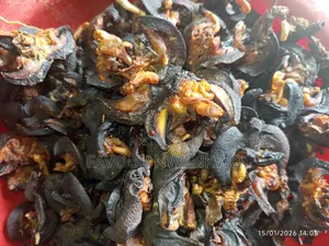 Dehydrated Snails