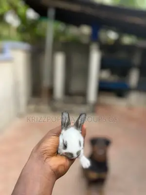 English Spotted Rabbits
