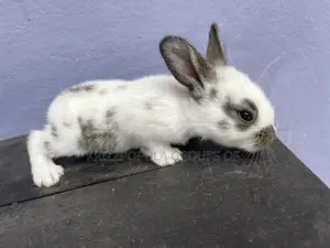 English Spotted Rabbits