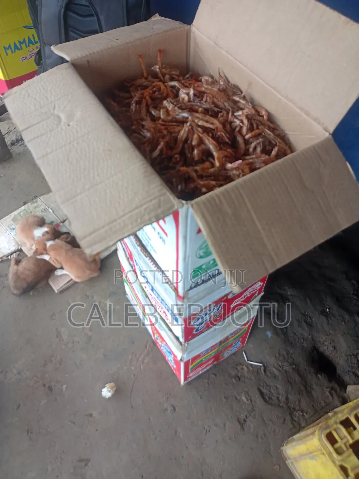Dried Oporo/Prawns
