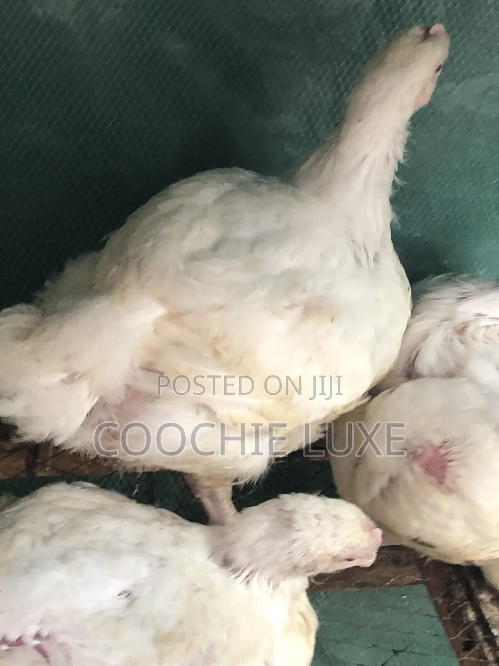 Chicken Available