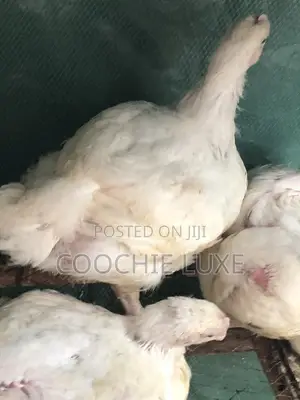Chicken Available