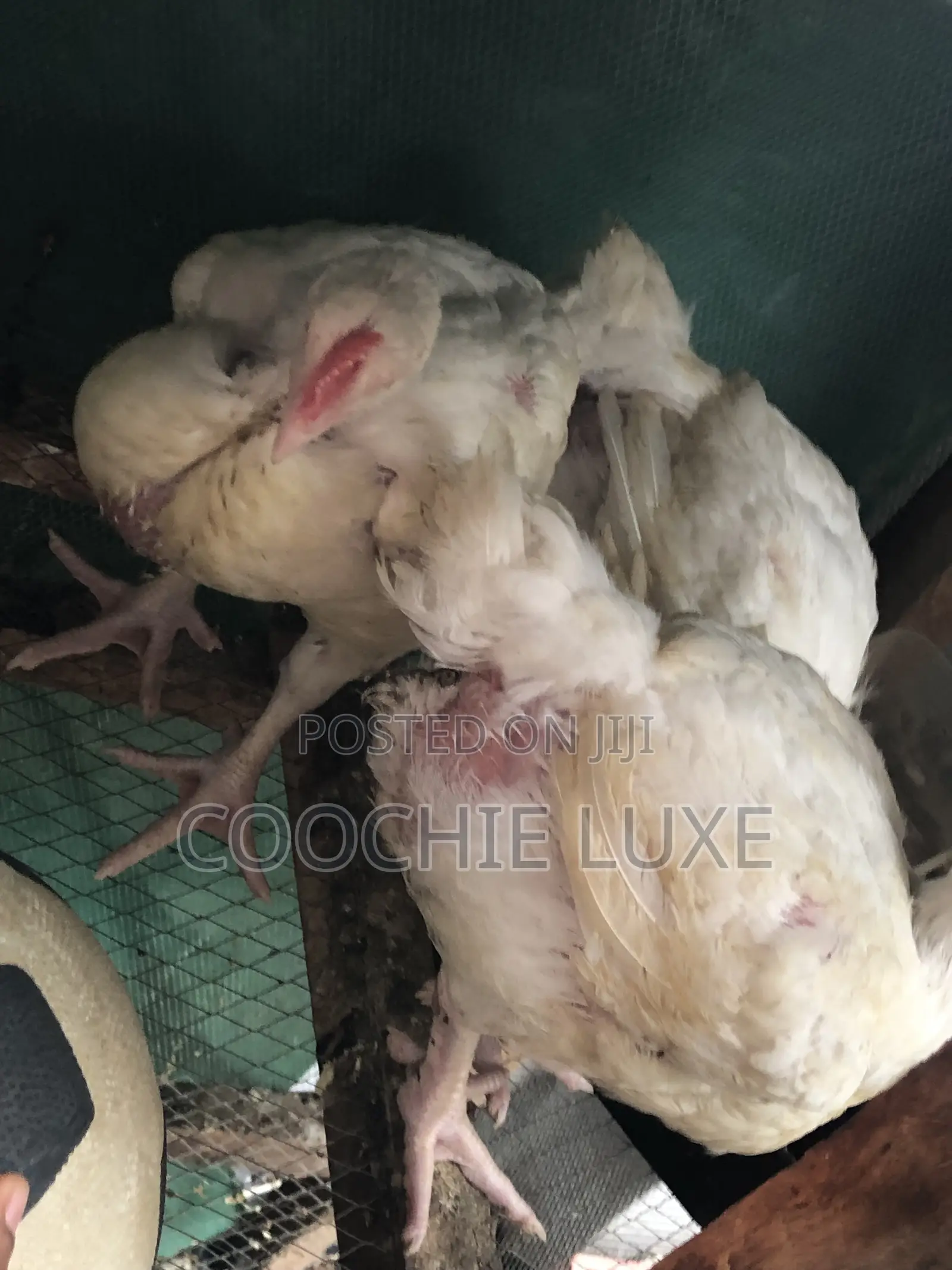 Chicken Available