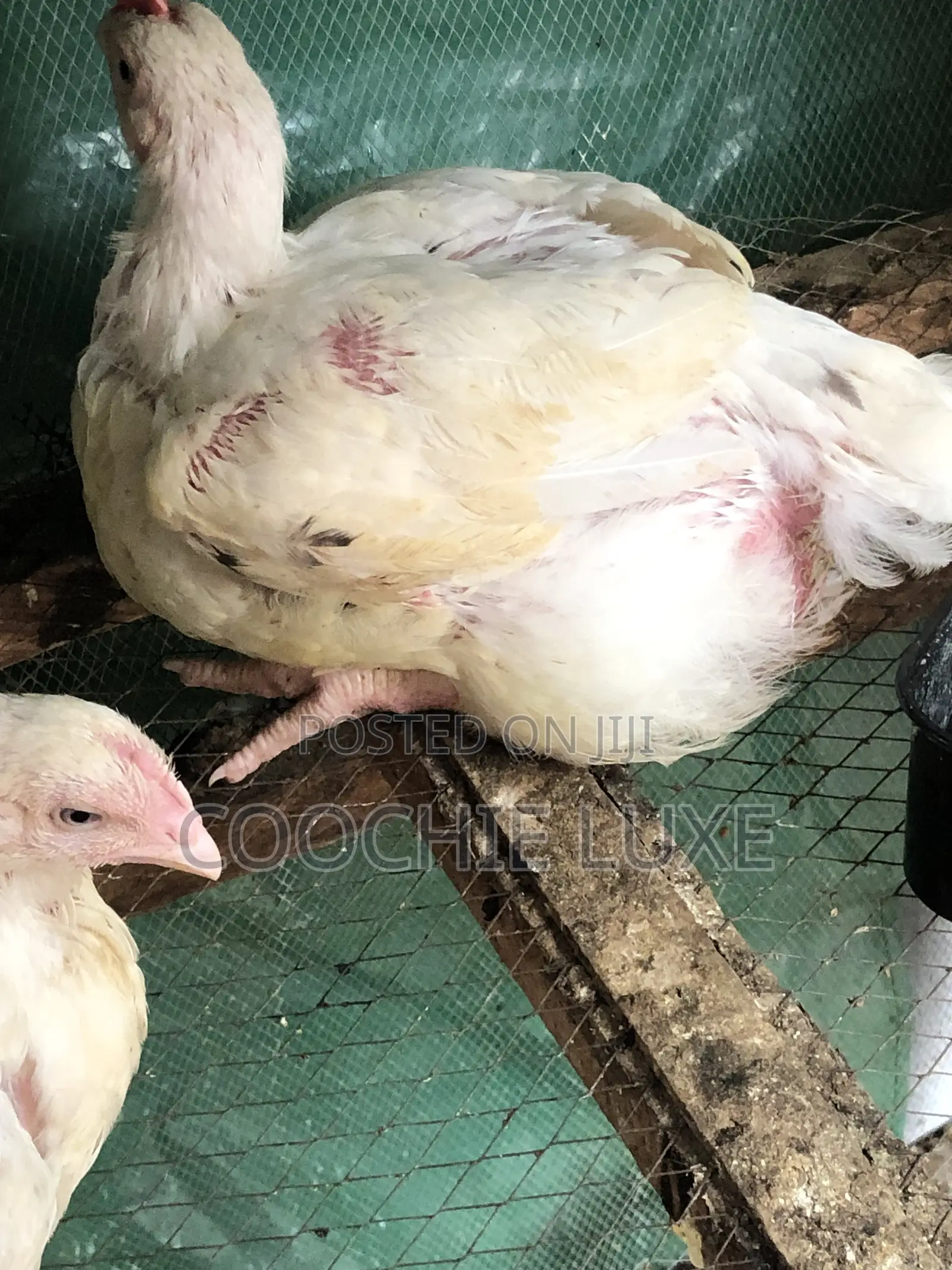 Chicken Available