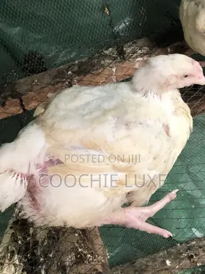Chicken Available