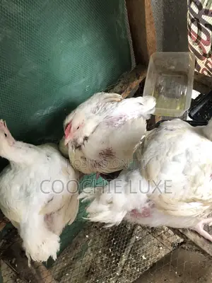 Chicken Available