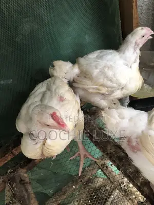Chicken Available
