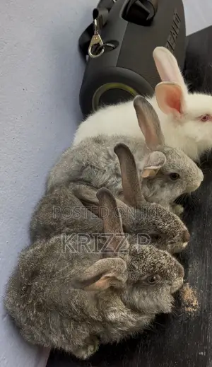 French Angora Rabbits