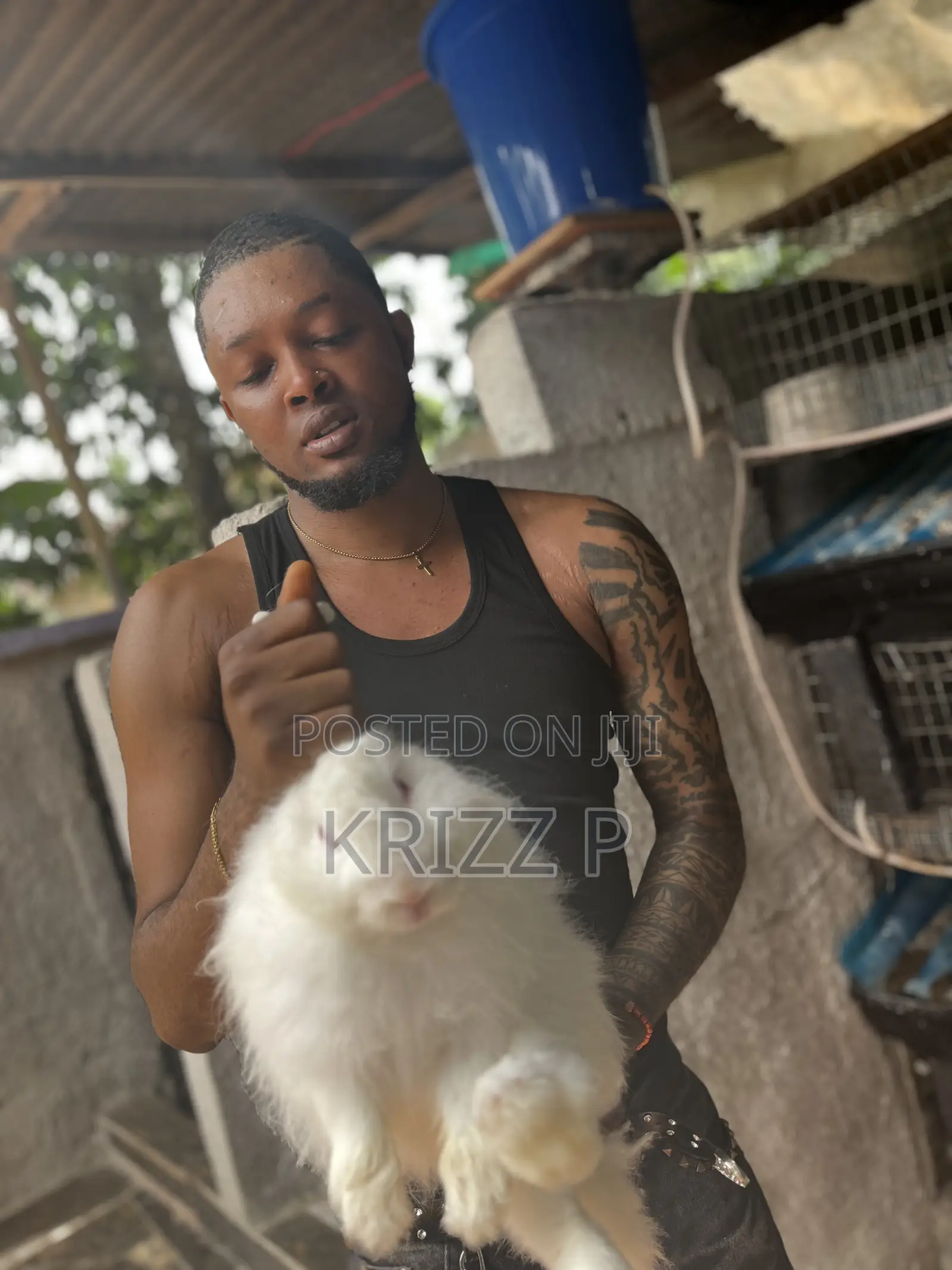 French Angora Rabbits