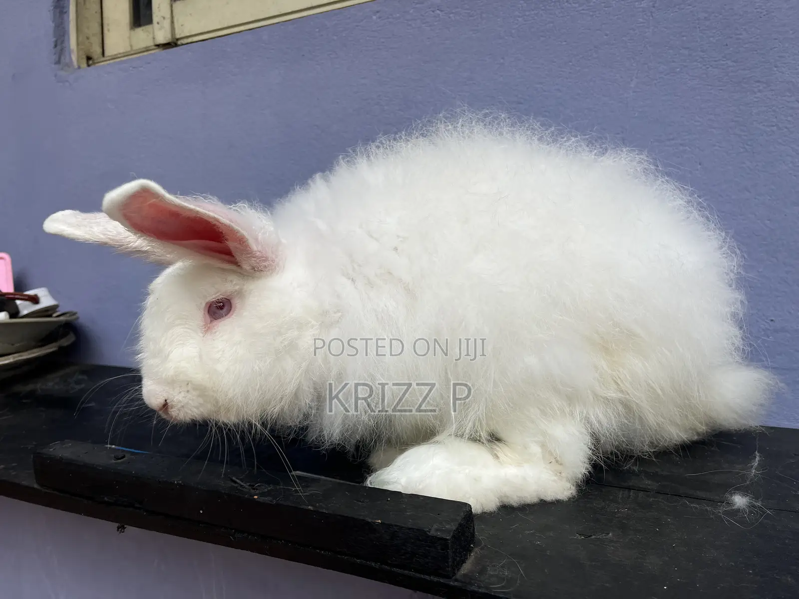 French Angora Rabbits