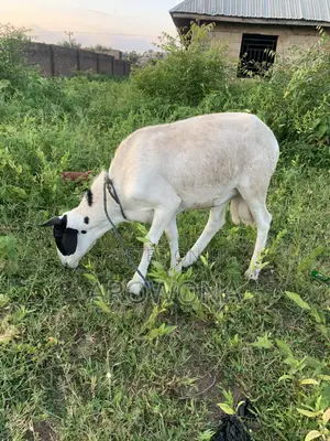Farm Raised Ram