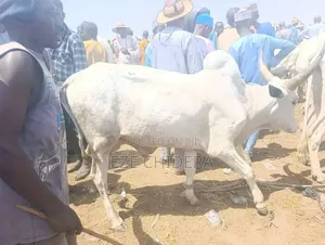 Healthy Big Cow
