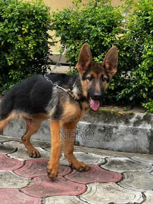 3-6 months Male Purebred German Shepherd
