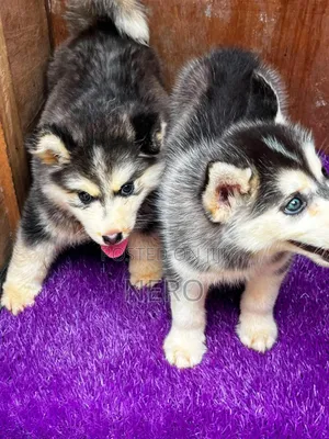 1-3 months Female Purebred Siberian Husky