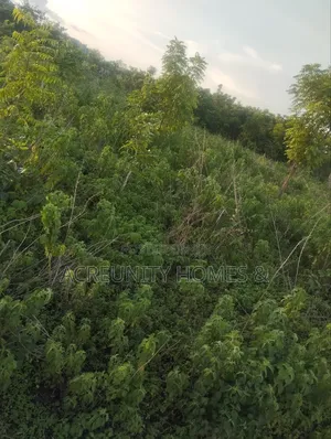 400 Acres of Fertile Farmland for Sale, Ogungbe Village, Iseyin-Ibadan