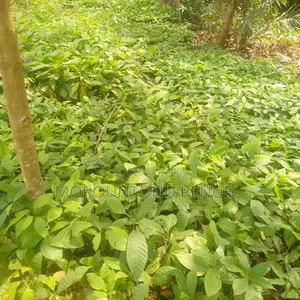 Hybrid Plant Seedlings