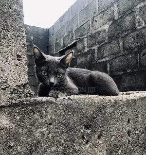 6-12 months Female Purebred Russian Blue