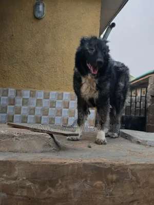 1+ year Female Purebred Caucasian Shepherd