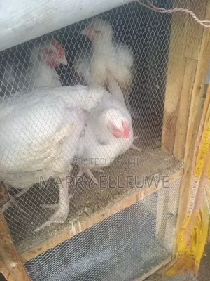 Poultry Farming
