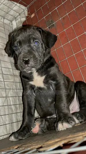 1-3 months Female Purebred Cane Corso