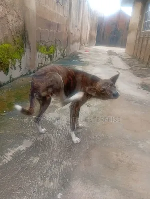 6-12 months Male Mixed Breed Dog