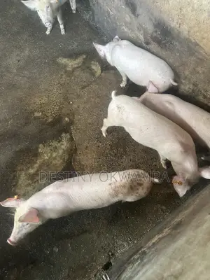 Pureline Large White Piglets