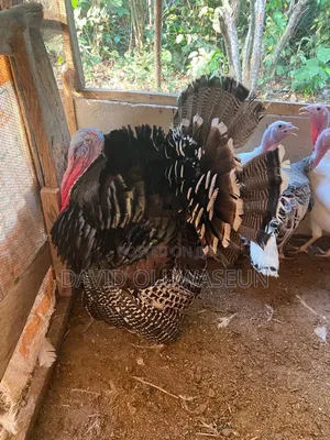 Giant Male and Female Turkies