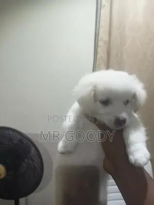 3-6 months Male Purebred American Eskimo