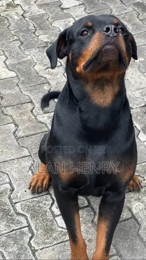 1+ year Male Purebred Rottweiler