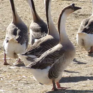 Healthy Pure Chinese Geese – Fast Growing Affordable