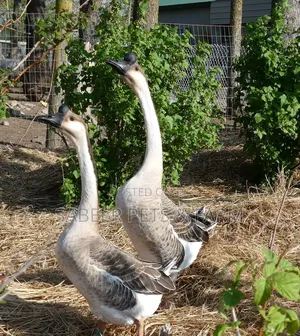 Healthy Pure Chinese Geese – Fast Growing Affordable