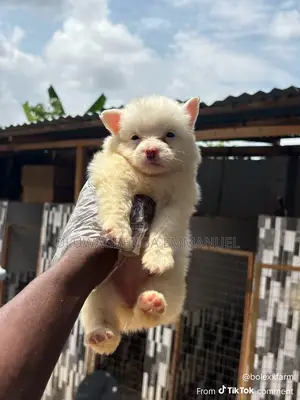 1-3 months Female Purebred American Eskimo