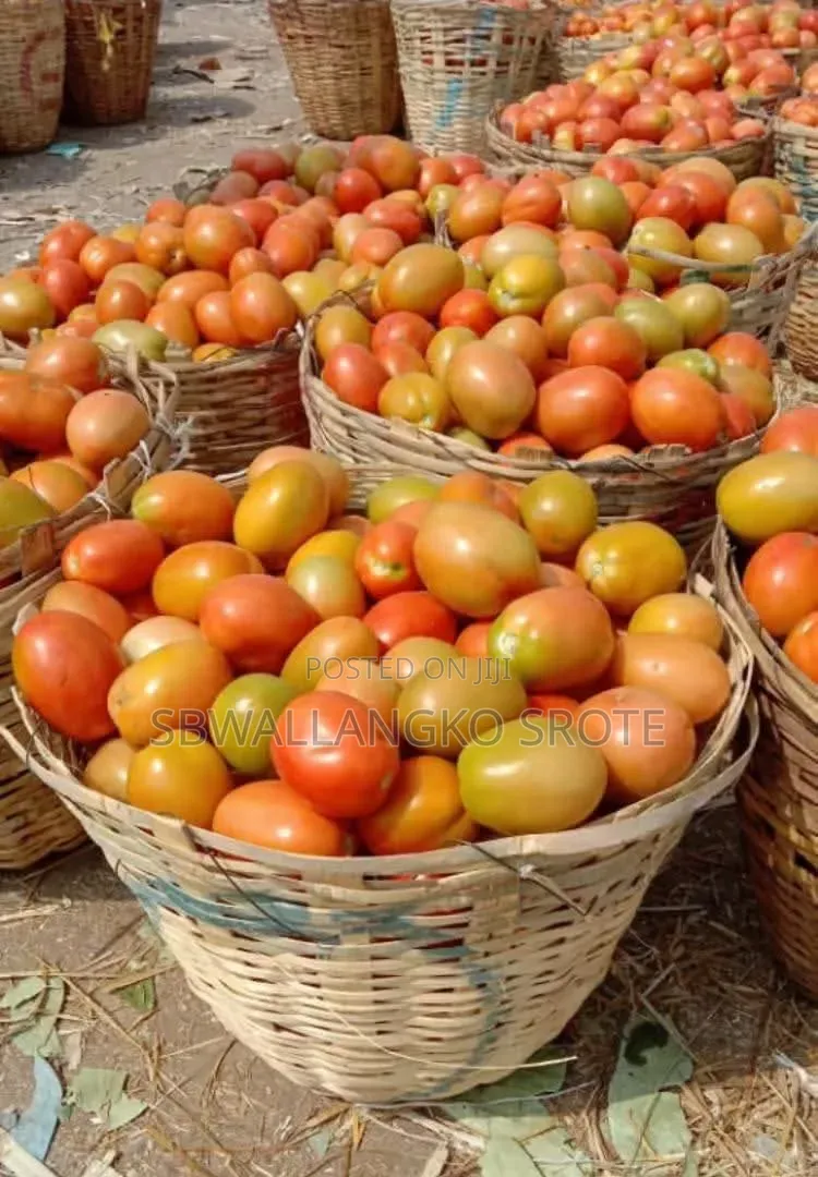 Fresh Jos Utc Tomatoes Available