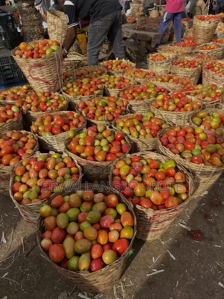 Fresh Jos Utc Tomatoes Available