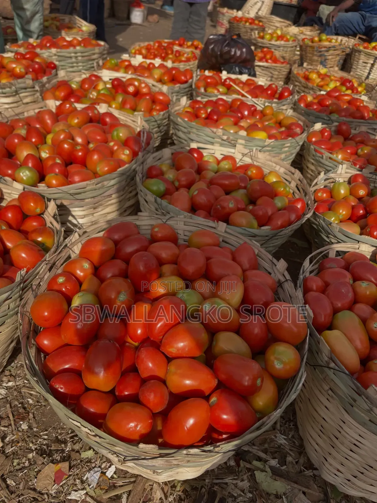 Fresh Jos Utc Tomatoes Available