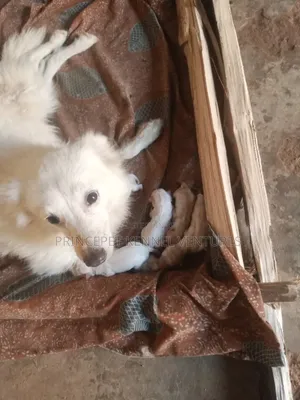 1+ year Female Purebred American Eskimo