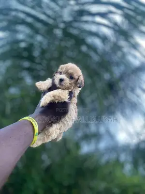 1-3 months Male Purebred Lhasa Apso
