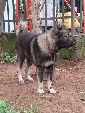 6-12 months Male Purebred Caucasian Shepherd