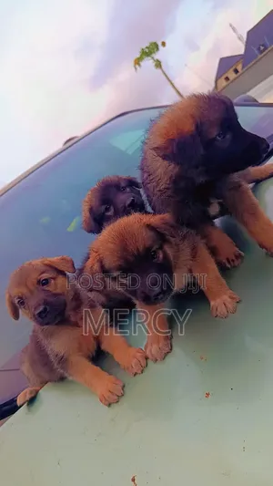 1-3 months Male Purebred German Shepherd
