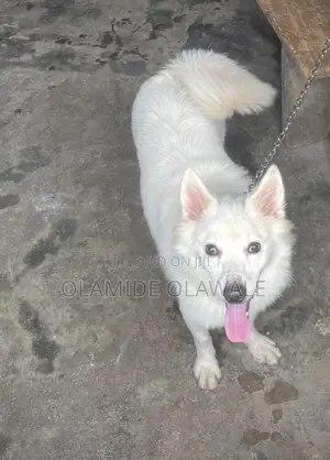 1+ year Male Purebred American Eskimo