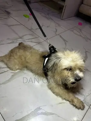 1+ year Male Purebred Lhasa Apso