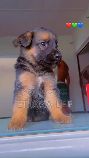 0-1 month Female Purebred German Shepherd