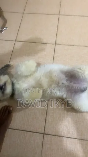 1+ year Male Purebred Shih Tzu